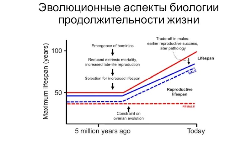 Генетика старения. Генетические аспекты эволюции. Генетика старения презентация. Эволюционные аспекты фотопериодизма. Биология продолжительности жизни