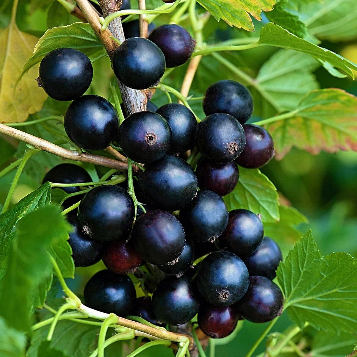 Смородина черная добрыня (с2). Сорт черной смородины селеченская 2. Смородина черная ядреная. Сорт смородины селеченская. Смородина черная (ribes nigrum l.