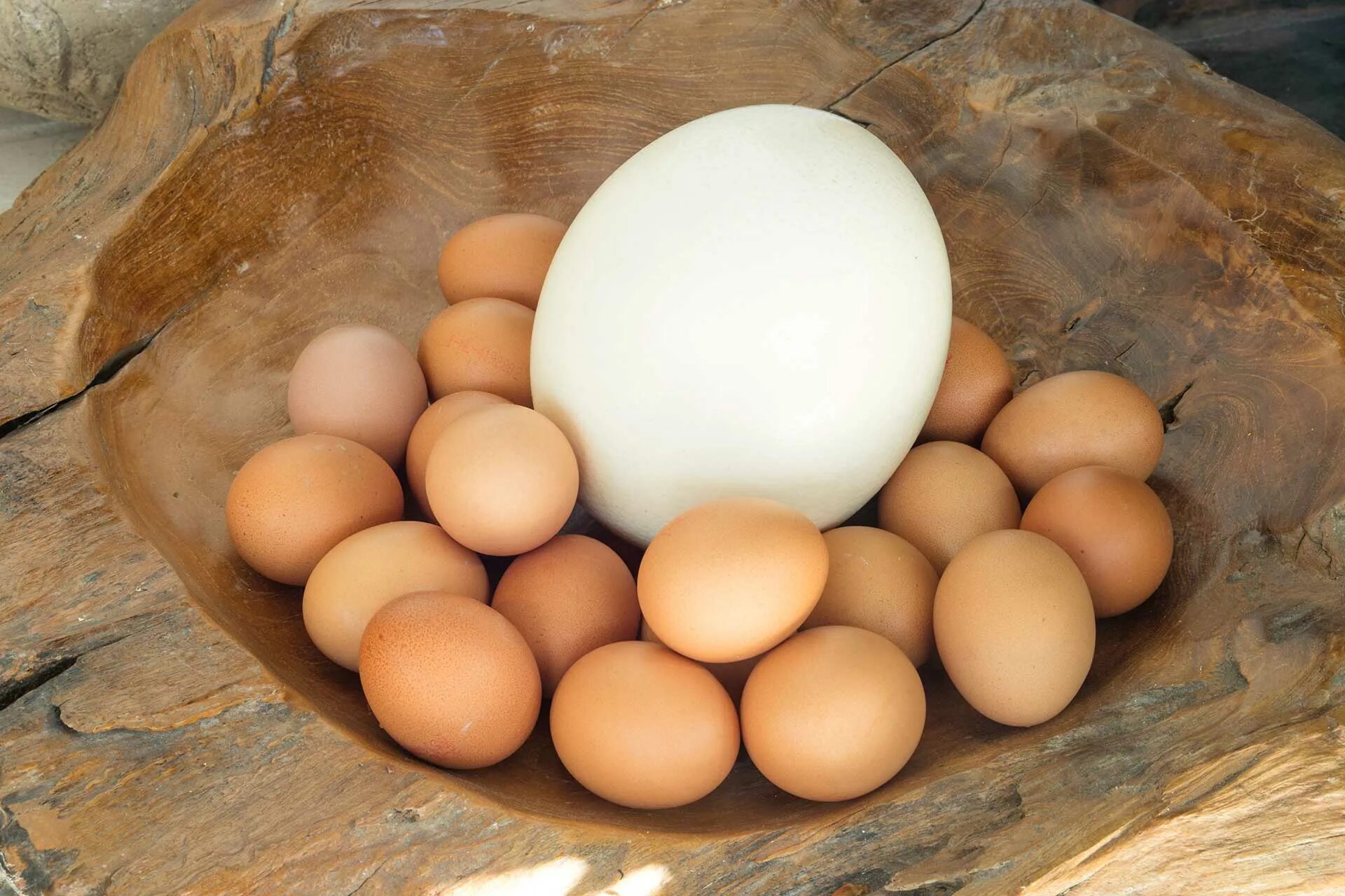 Покажи яйцо курицы. Яйцо. Яйцо страуса. Яйцо куриное. Страусиное яйцо и куриное.