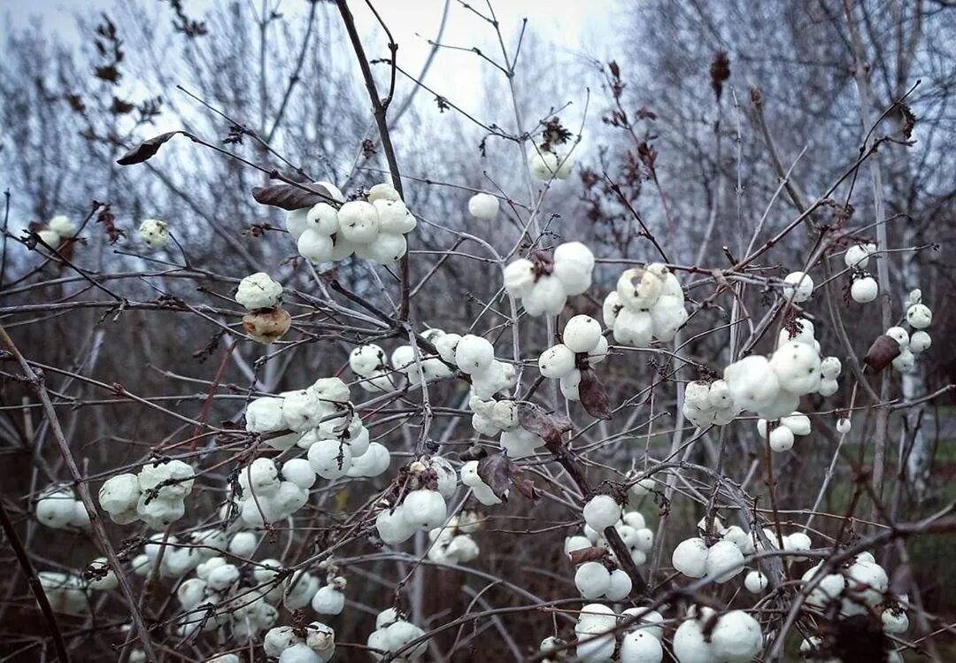 Куст снежинка. Снежноягодник снежная ягода. Снежноягодник доренбоза. Снежноягодник белый. Кристаллическая изморозь.