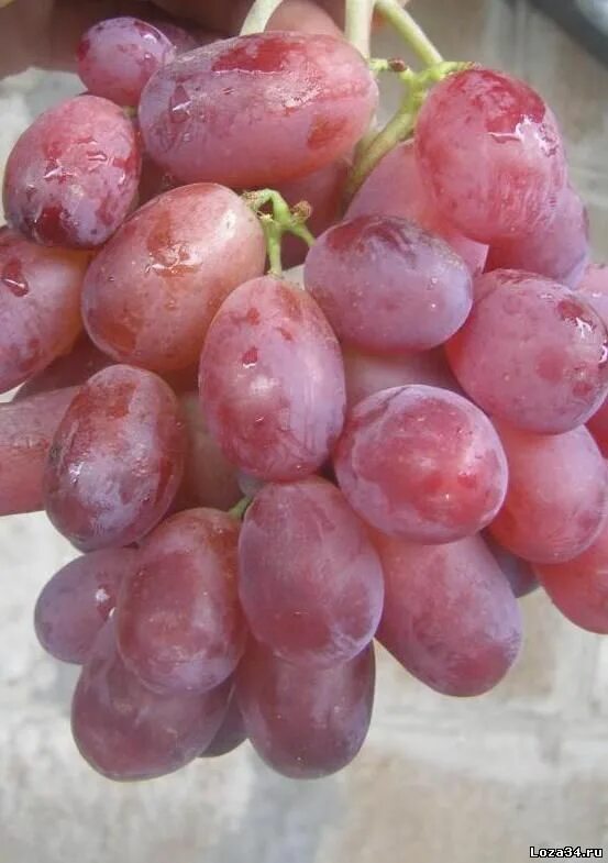 сорта винограда названия. сорт винограда negroamaro. сорт винограда кишмиш "аватар".