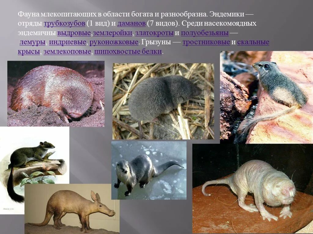 Сумчатые кенгуру в австралии. Фауна млекопитающих. Кенгуру животное австралии. Олень и олениха. Животные австралии валлаби.