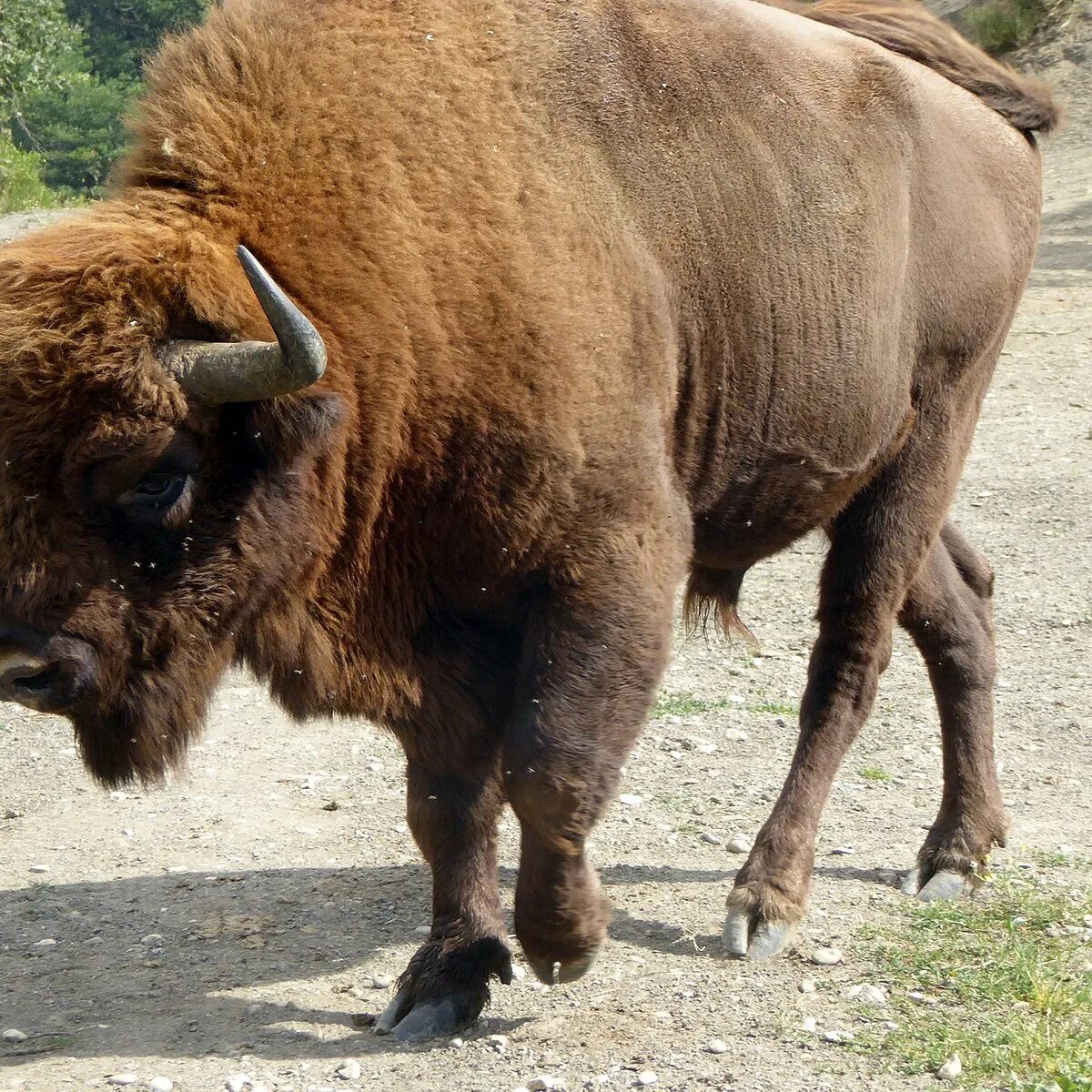 Бизон 6. Bison bonasus.