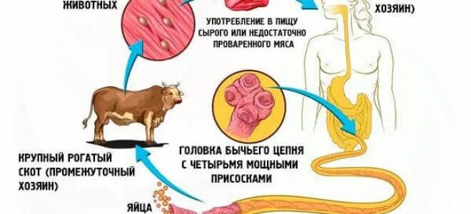 Может ли человек заразиться бычьим цепнем. Заражение бычьего цепня. Симптомы заражения бычьего цепня. Цикл развития бычьего цепня промежуточный хозяин. Источник заражения бычьим цепнем.