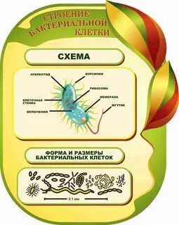 Как оформить биологию