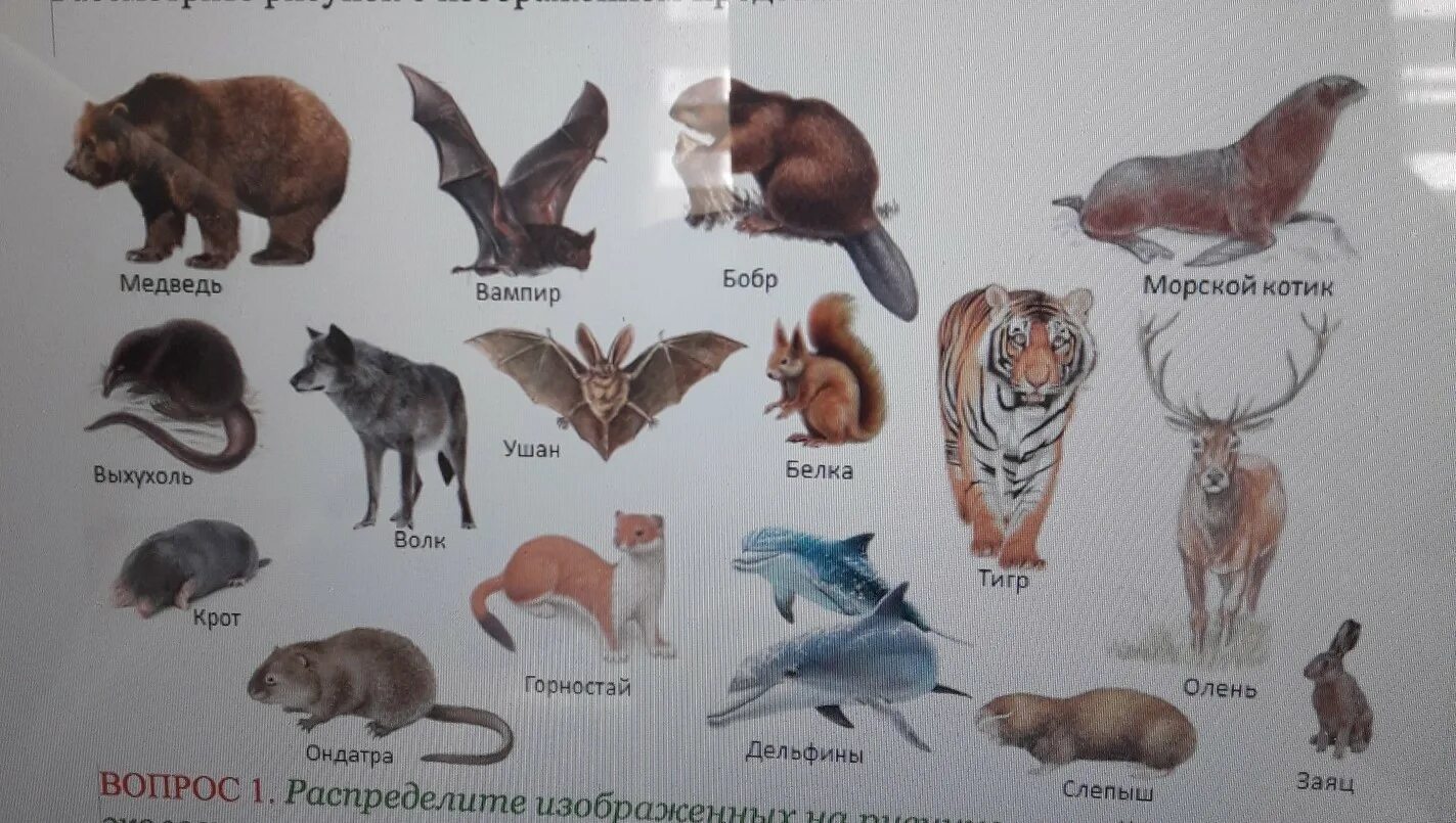 Млекопитающие названия. Название млекопитающих животных. Млекопитающие разных отрядов. Млекопитающие картинки.