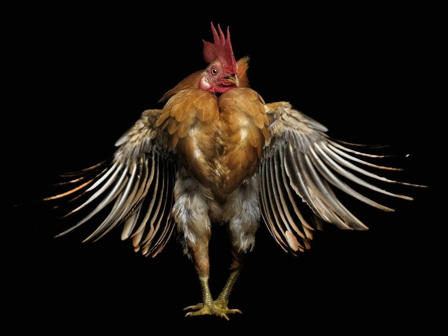 Курица в очках. Крутая курица. Крутая курица. Круче кур. Круче кур.