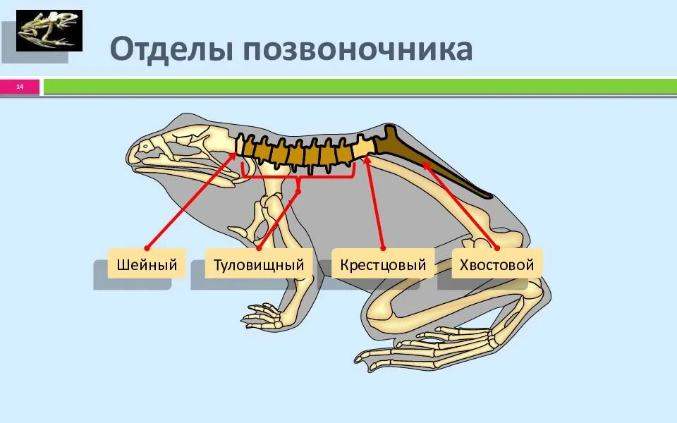 Туловищный и хвостовой позвонки