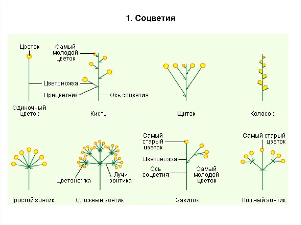 Как называется соцветие растений. Типы соцветий у покрытосеменных растений. соцветия покрытосеменных растений таблица. строение цветка и типы соцветий. строение соцветия растения.