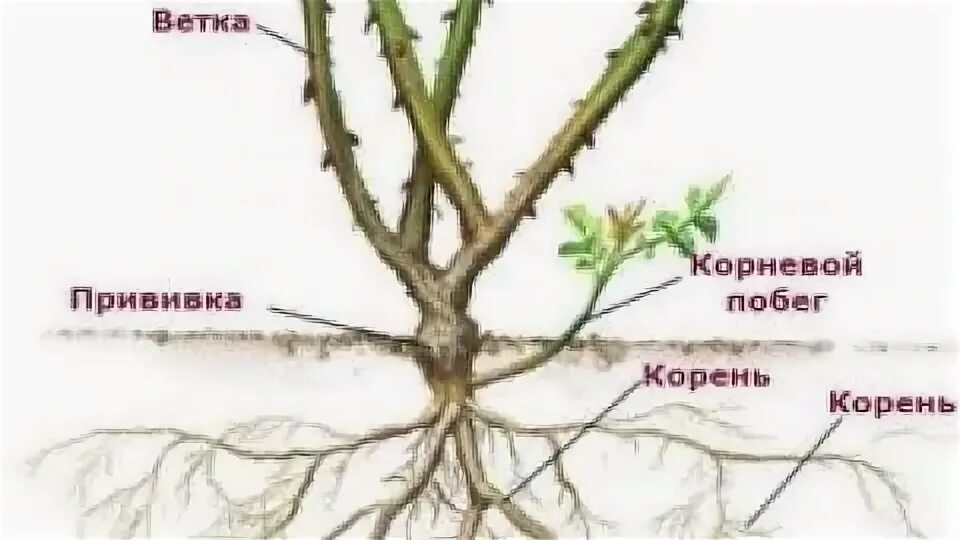 При посадке розы прививку заглублять или нет. Место прививки у розы при посадке. где у розы место прививки. как определить место прививки у розы при посадке фото. как отличить плетистую розу от шиповника.