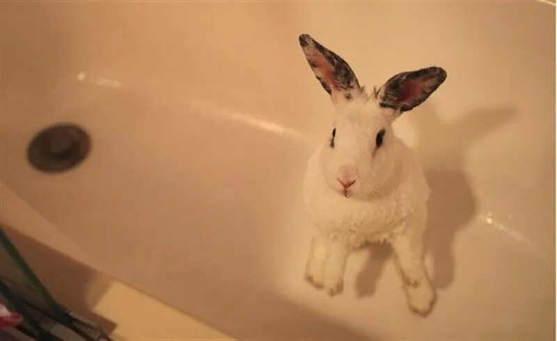 Можно ли мыть кролика декоративного. Кролик купается в ванной. Кролик купается. Кролик моется.