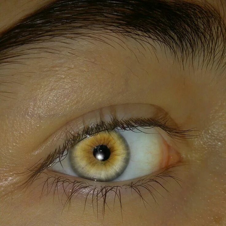 Бледно желтые глаза. Натуральные желтые глаза. Янтарные глаза. Желтый цвет глаз натуральный. Янтарный цвет глаз натуральный.