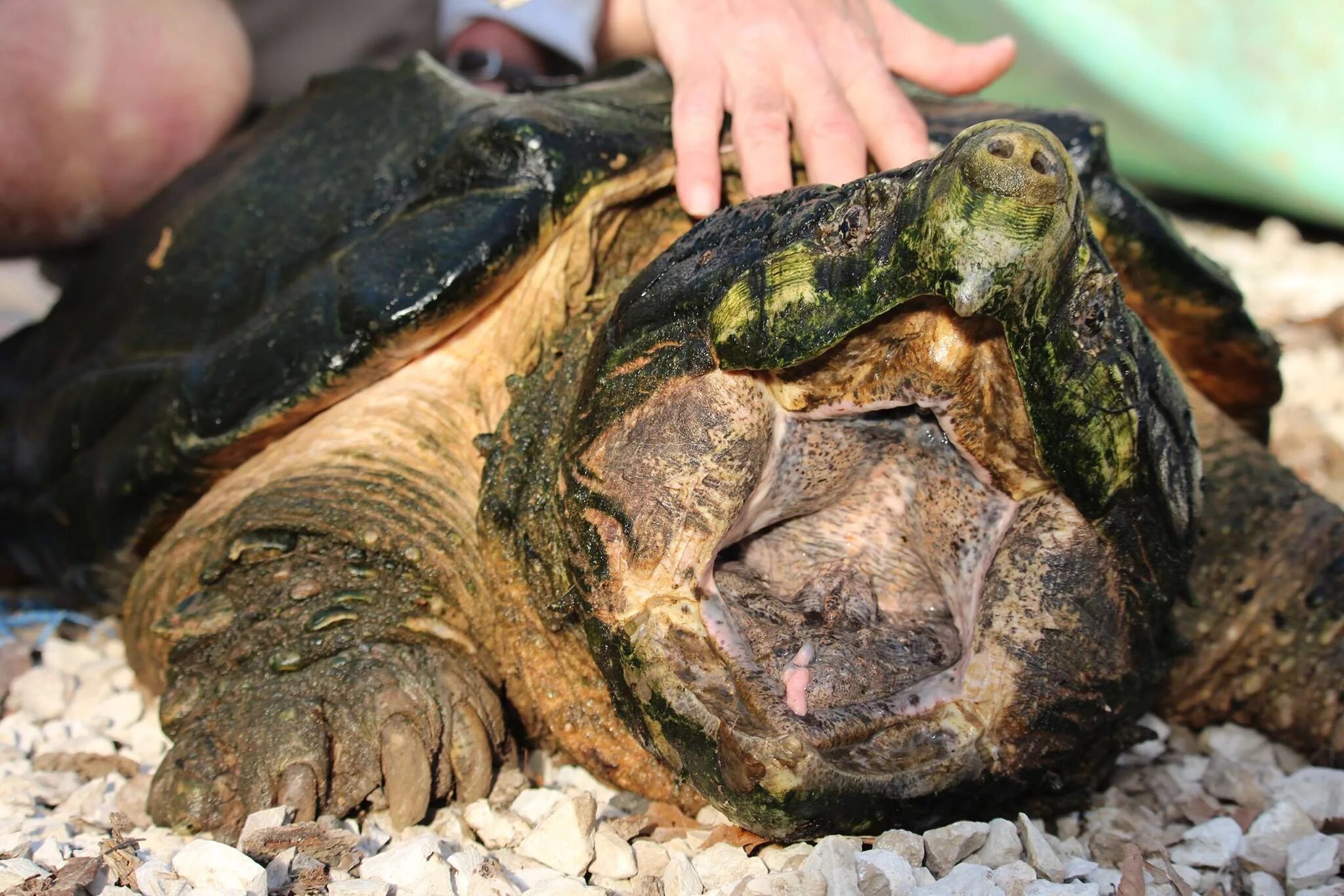 Северные черепахи. Грифовая черепаха. Alligator snapping Turtle. Грифовая черепаха охотится. Грифовая черепаха размножение.