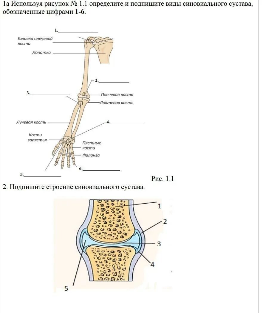 Какие структуры сустава обозначены цифрами. Зарисовать строение сустава. Строение сустава с обозначениями. Строение сустава рисунок. Рисунок сустава человека с обозначениями.