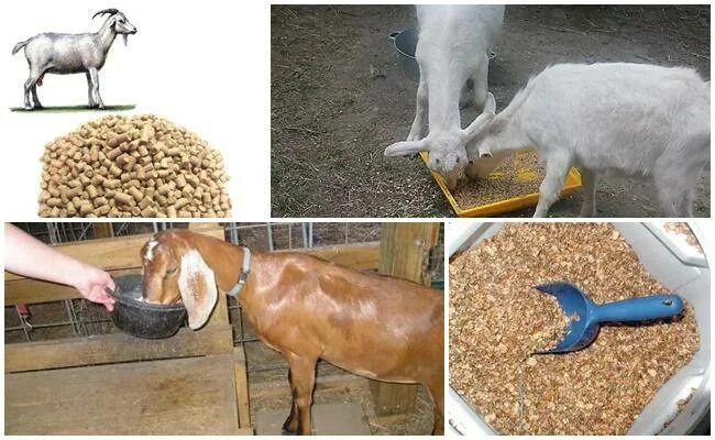 Чем кормить козу в домашних условиях. Ок 80 комбикорм для коз. Концентрированные корма для коз. Корма для овец и коз. Фкерма для коз.