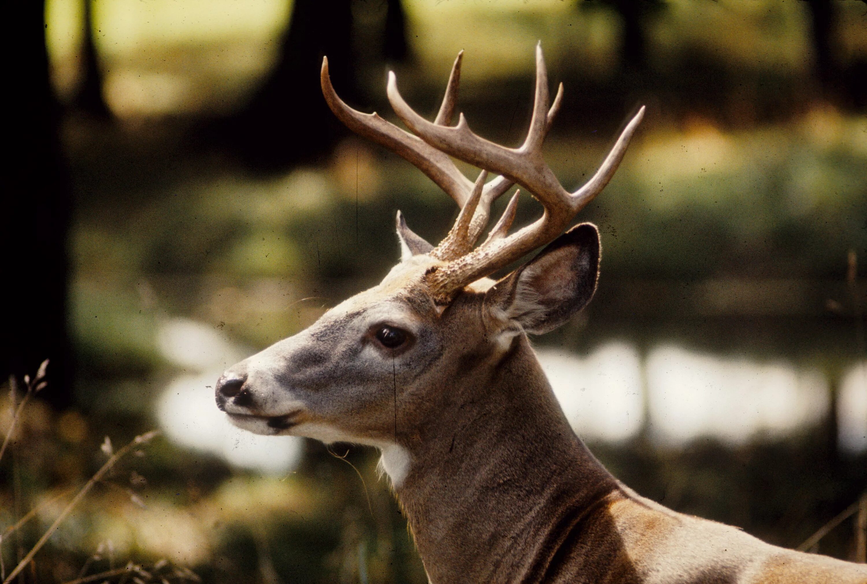 Deer. Harvest the Deer в the Hunter. Deer professional photos. Deer marie