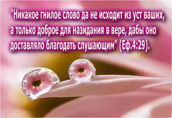 Никакое гнилое слово да не исходит из уст ваших. Никакое гнилое слово не исходит из уст ваших. Никакое гнилое слово не исходит из уст ваших библия. Послание к ефесянам глава 5. Гнилое слово.