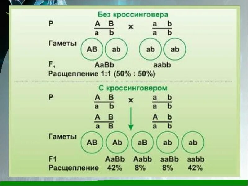 Сцепленное наследование схема скрещивания. Кроссинговер в задачах по генетике. Задачи на сцепленное наследование и кроссинговер. Кроссинговер сцепленное наследование с решением. Какие гаметы образует генотип aabb