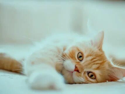 Котик на рабочий стол компьютера