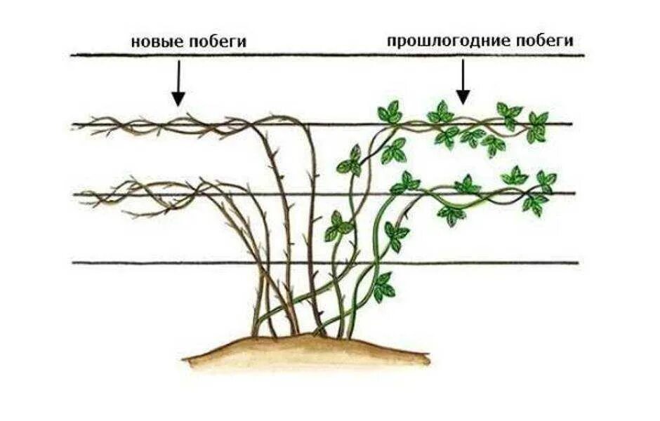 Как вырасти ежевику
