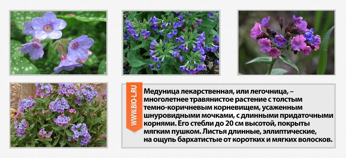 Медуница лекарственная для чего. Медуница лекарственная трава. медуница трава лечебные. полезные растение медуница. медуница лекарственное растение описание.