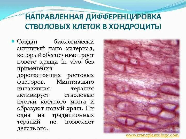 Нарушение дифференцировки тканей