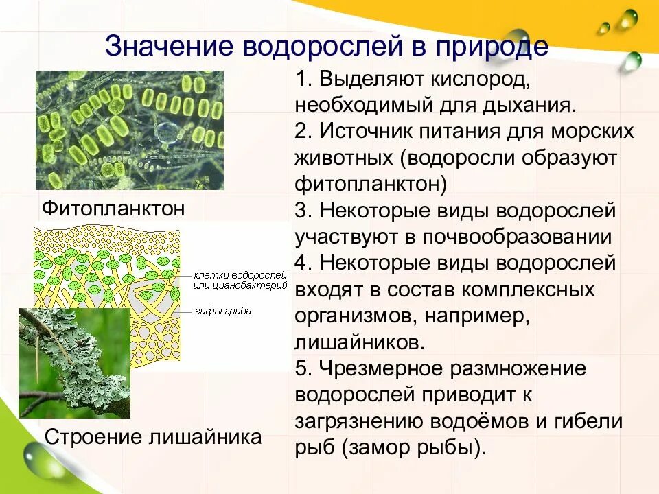 Строение размножение значение водорослей. Значение водорослей в природе. водоросли участвуют в почвообразовании. значение водорослей для животных. роль водорослей в почвообразовании.