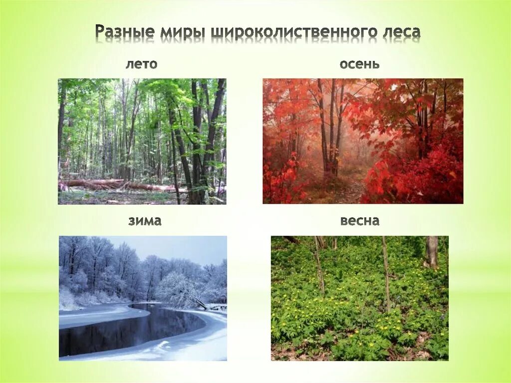 Рисунок лесной зоны. Климат зоны смешанных и широколиственных лесов России. Растительный мир смешанных и широколиственных лесов в России. Широколиственный лес тайги. Климат зона лесов широколиственный лес.