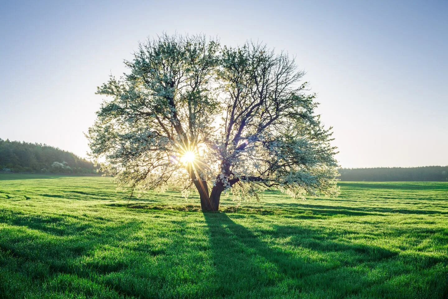 How trees. How trees