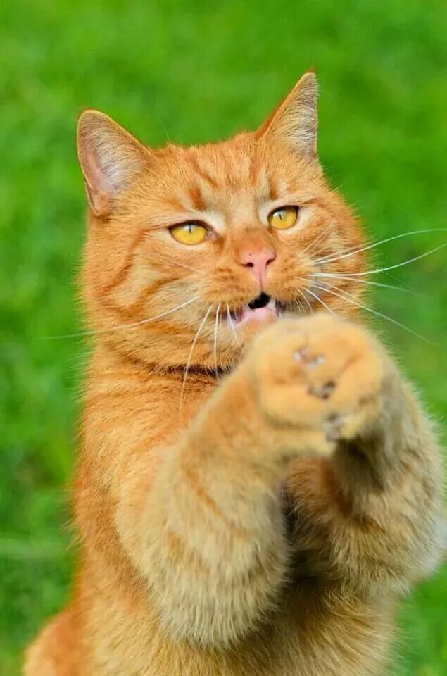 Рыжий кот. Рыжий дворовый кот. Рыжий кот веселая. Рыжая кошка. Наглый рыжий кот.