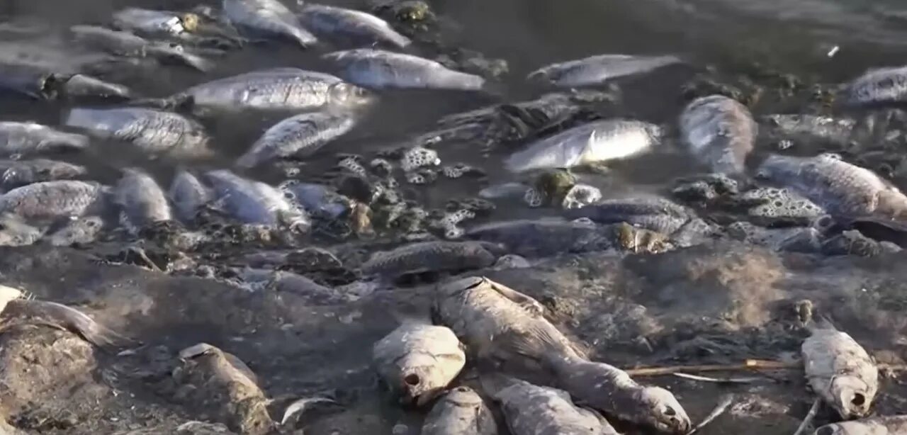 Массово гибнут. Экологическая катастрофа гибель рыб. Массовая гибель животных. Массовая гибель животных на Камчатке.