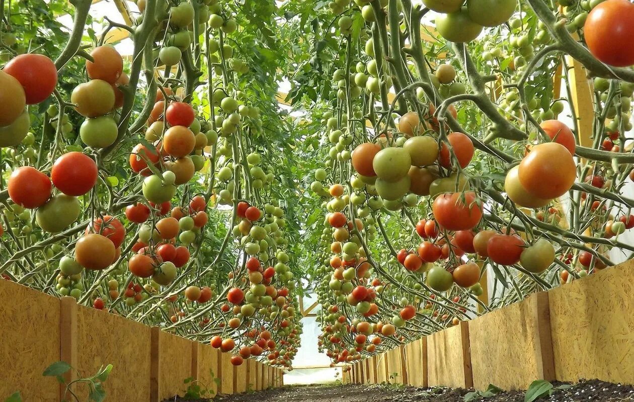 Сколько растут томаты. Подвязывание помидоров в теплице. Черри высокорослые. Подвязать томаты в теплице. Подвязка помидор индетерминантные.