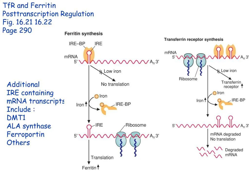 Регуляция трансляции ферритина. Регуляция железом трансляции МРНК ферритина. Регуляция железом трансляции МРНК ферритина схема. Синтез ферритина.