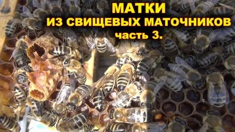 Выходит матка
