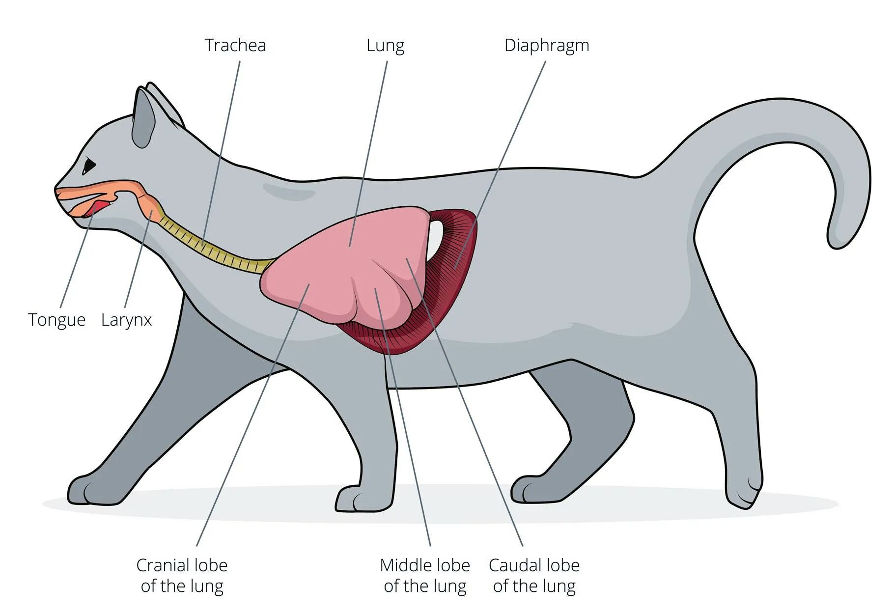 Пищеварительная система кошки анатомия. Дыхательная система кошки. Дыхательная система кошки анатомия. Строение дыхательной системы животных.