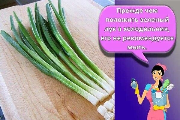Как сохранить зеленый лук свежим. Лук в холодильнике. хранение зеленого лука в холодильнике. как хранить зеленый лук. как сохранить зелёный лук в холодильнике.
