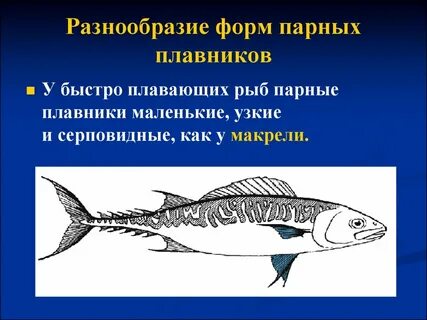 Плавники у хрящевых рыб