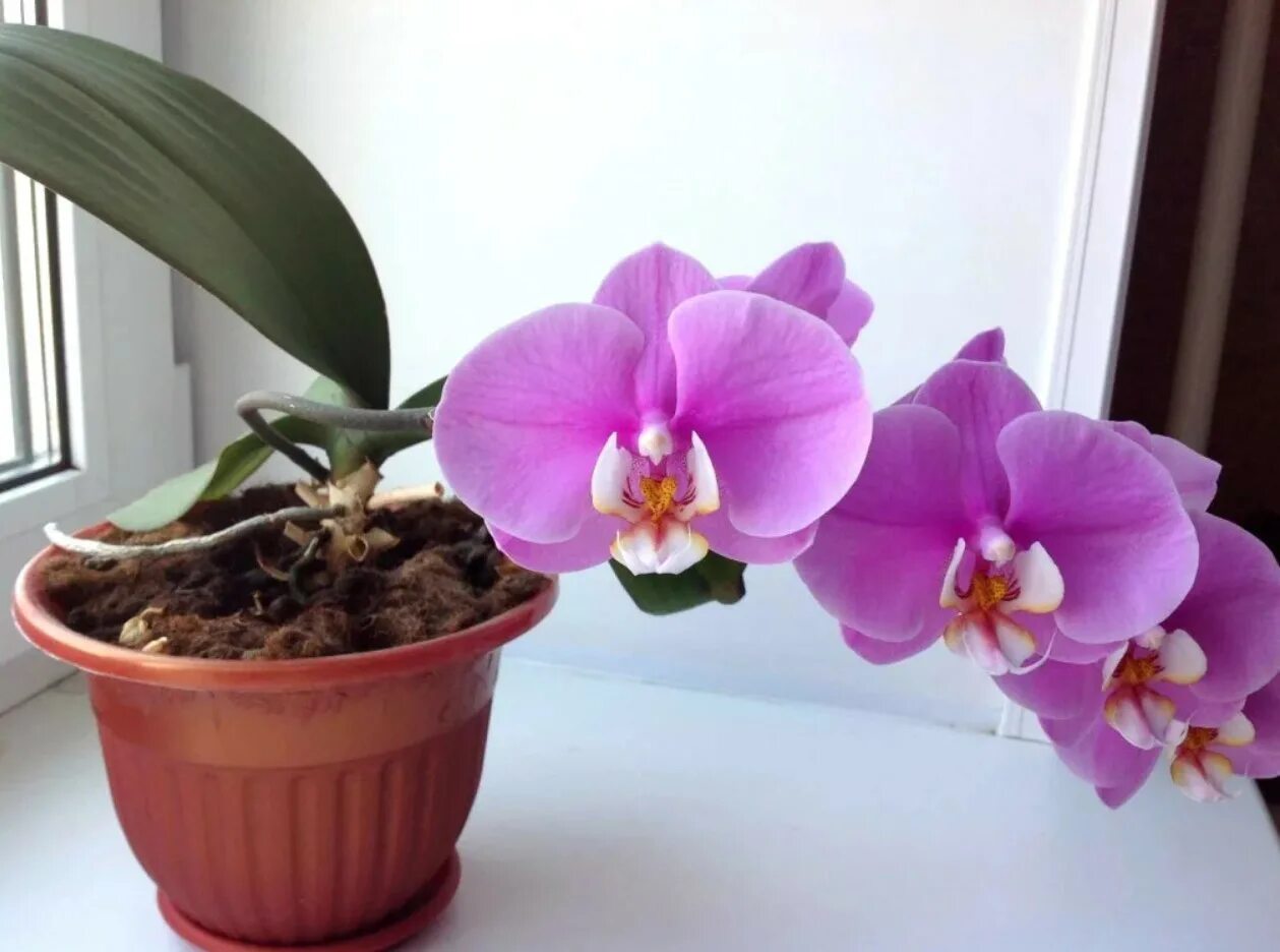 Сколько живут орхидеи в домашних