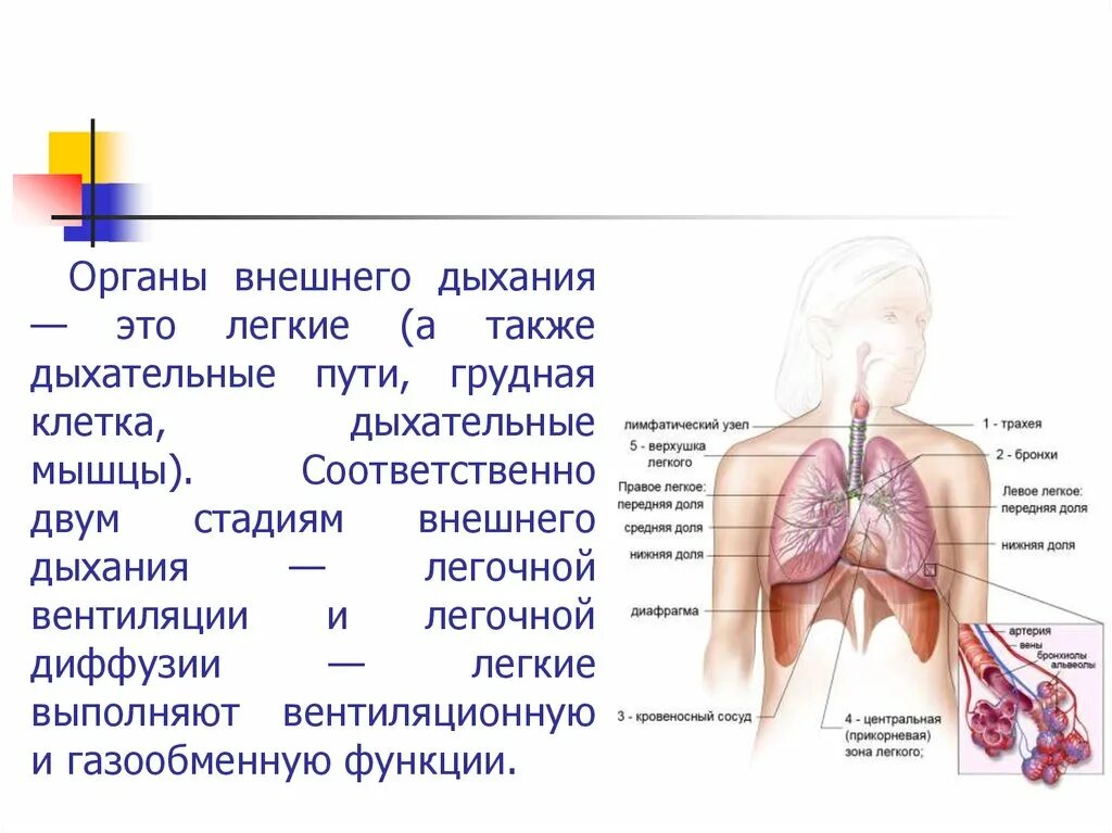 Как называется процесс дыхания человека. Органы дыхания. Органы внешнего дыхания. Внешнее дыхание человека. Физиология дыхательной системы.