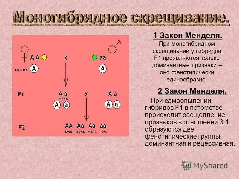 Гибридов первого поколения скрестили между собой. 1 И 2 закон Менделя гомозигота. Моногибридное скрещивание 2 закон Менделя. 1 Закон Менделя по генотипу и фенотипу. Расщепление 3 1 какой закон Менделя.