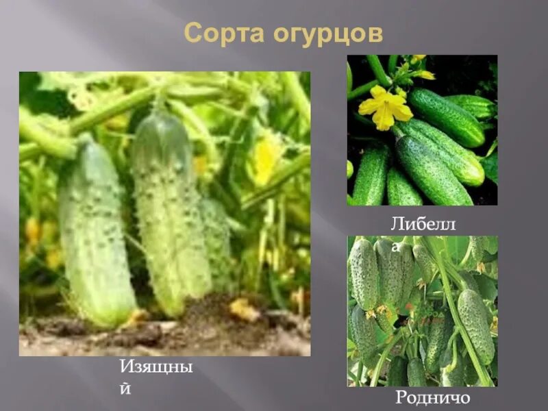 Огурец сорт изящный фото. Сорта огурцов. Огурец семейство. Презентации огурцы сорта. Огурцы сорт Родничок.