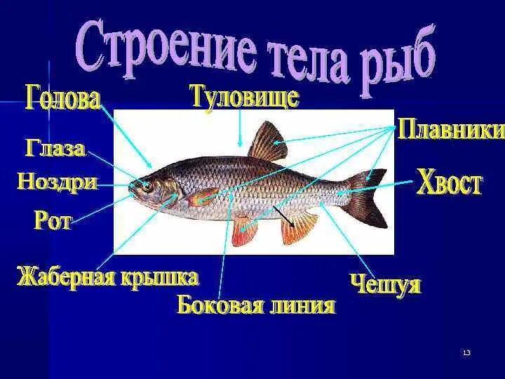 Проект по технологии 7 класс рыбы Практическая работа производство и технологии 7 класс