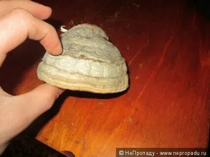 Из чего можно сделать трут