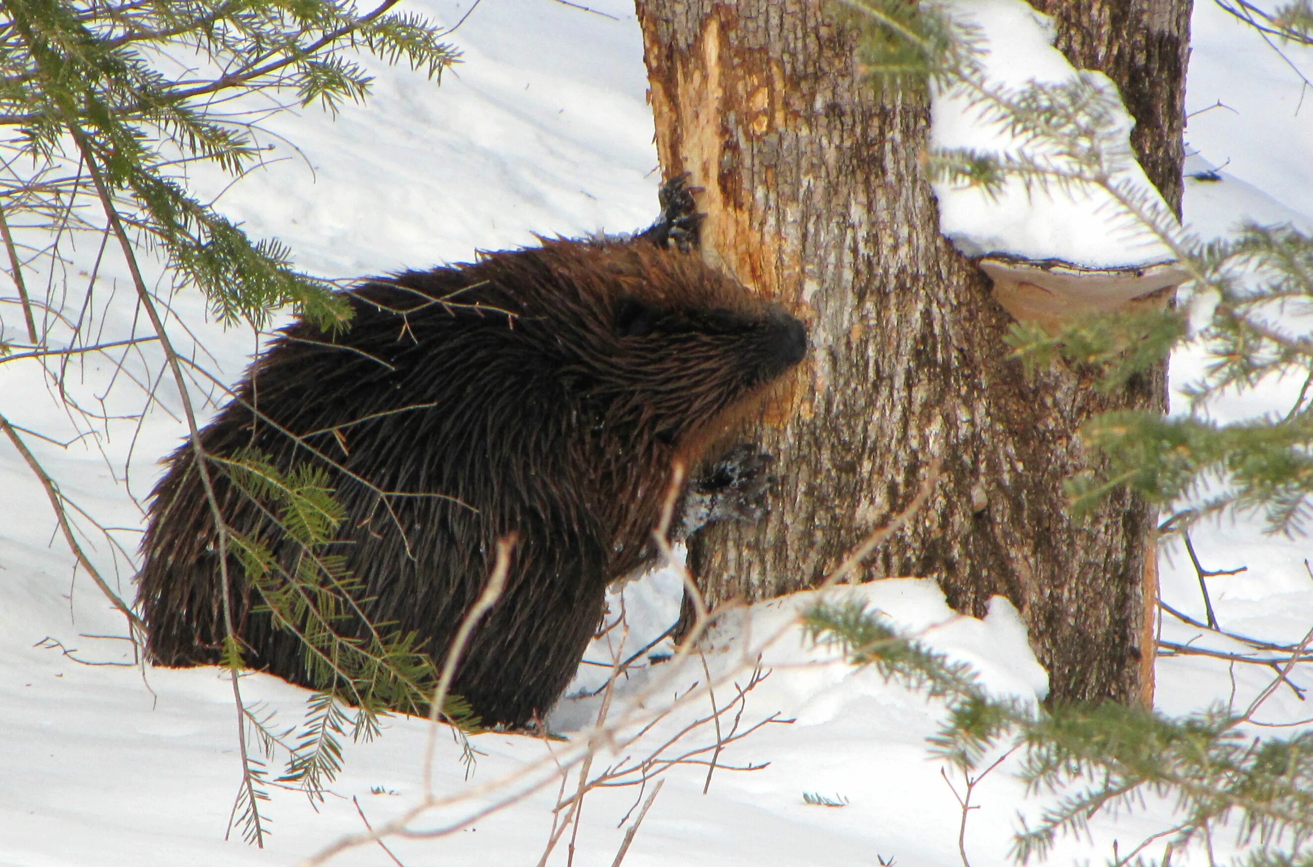 Канадский Бобр (Castor canadensis). Бобры зимой. Бобер зимой. Бобры в лесу. Территория бобра