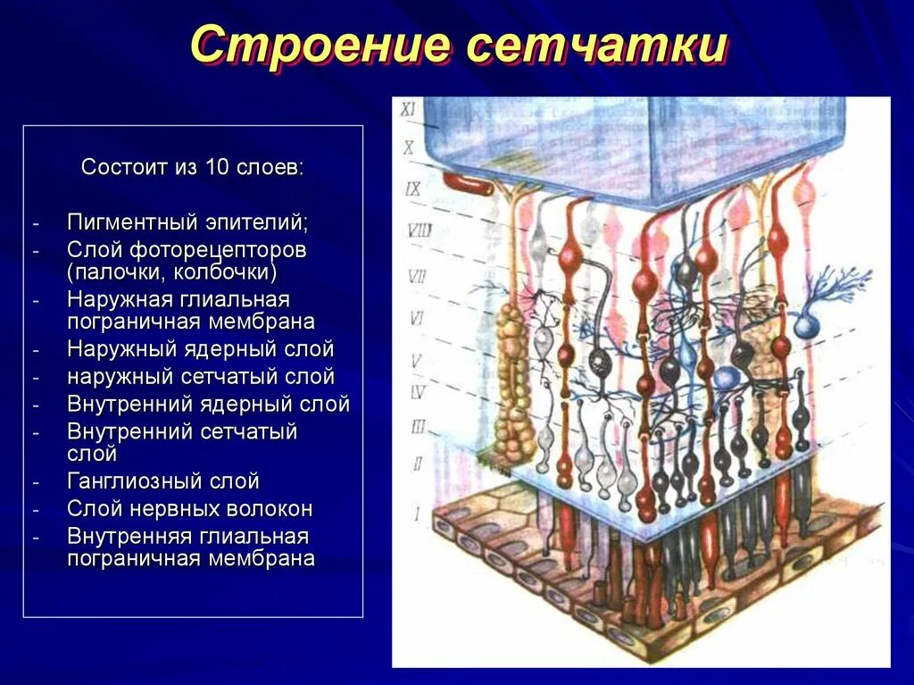 Слои сетчатки 10 слоев. Анатомия сетчатки глаза 10 слоев. Строение сетчатой оболочки. Строение сетчатки.