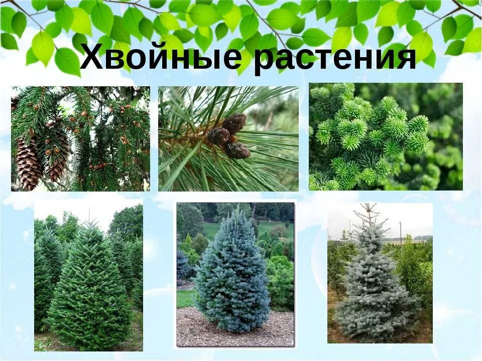 Какие бывают виды хвойных. Хвойные растения названия. разнообразие хвойных растений. три вида хвойных растений. разные названия хвойных растений.