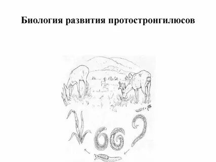 Стронгилятозы жвачных