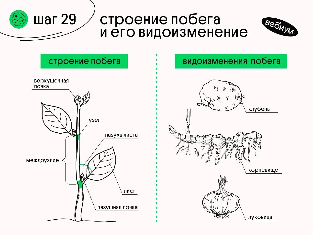 Видоизмененный генеративный побег. Строение подземных побегов. Строение побега. Видоизменения побегов. Видоизменения подземных побегов.