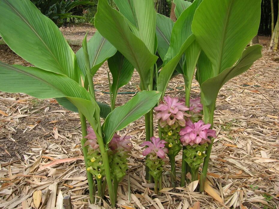 Куркума что за растение. Куркума цедоария. Куркума roscoeana. Куркума круглая curcuma leucorrhizae. Куркума цветок.