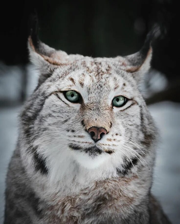 Настоящую рысь. Рысь эстетика. рысь зимой эстетика. рысь эмоции. lynx aesthetic.